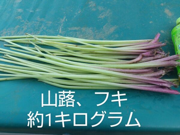 ふき ゆうパケットプラス発送愛媛県内子町産
