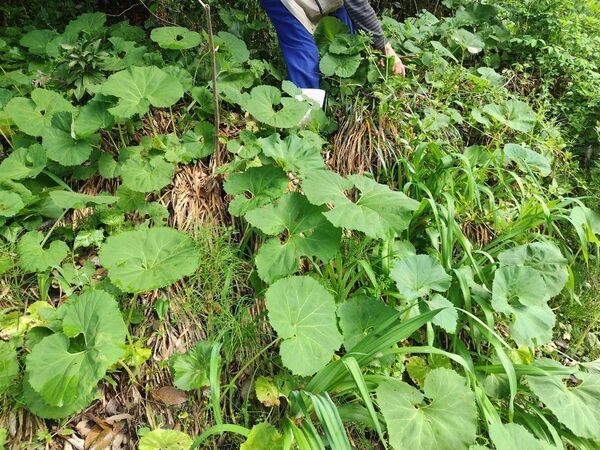 ふき 山蕗 約5kg 愛媛県内子町産