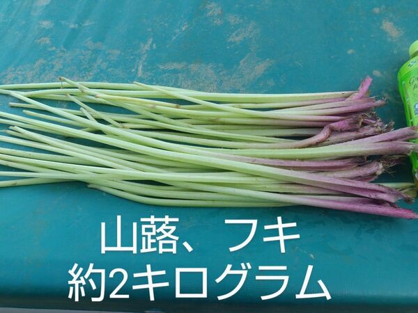 ふき ゆうパケットプラス発送愛媛県内子町産