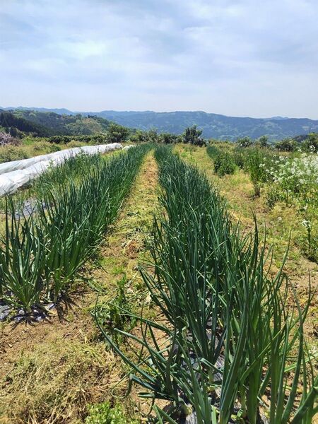 新玉ねぎ ソニック 愛媛県内子町産 ゆうパケットプラス発送