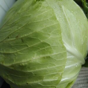 野菜詰め合わせ80サイズ おまかせセット 愛媛県内子町産