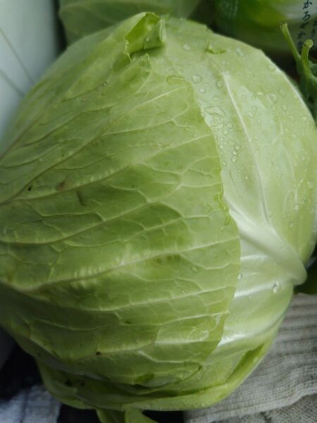 野菜詰め合わせ80サイズ おまかせセット 愛媛県内子町産
