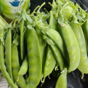 野菜詰め合わせ ゆうパケットプラス 愛媛県内子町産