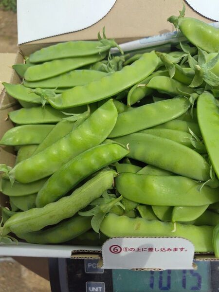 スナップエンドウゆうパケット ポスト 発送 愛媛県内子町産