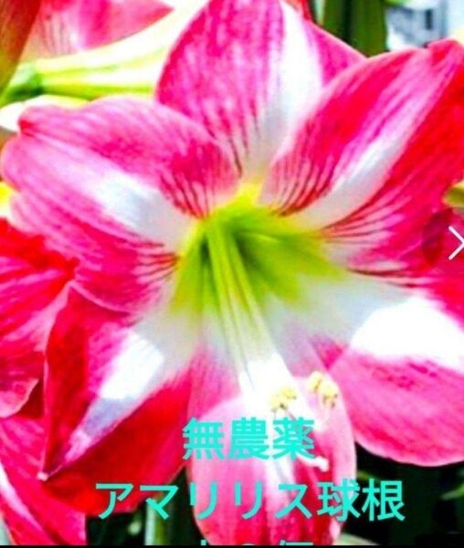 無農薬 アマリリス球根 ・大きい球根・2株
