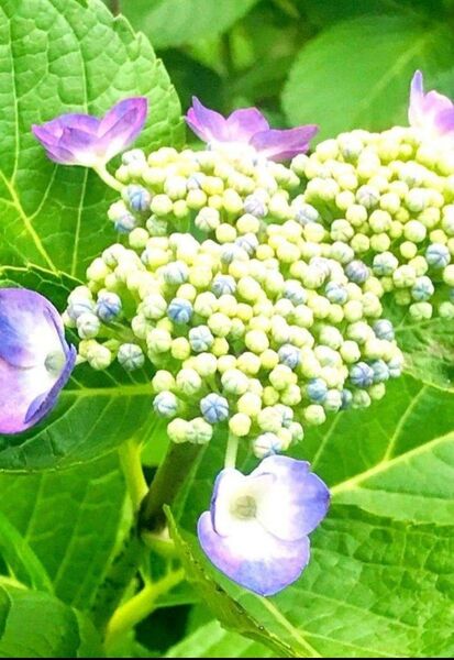 紫陽花挿し木用挿し穂約5本・おまけ5本