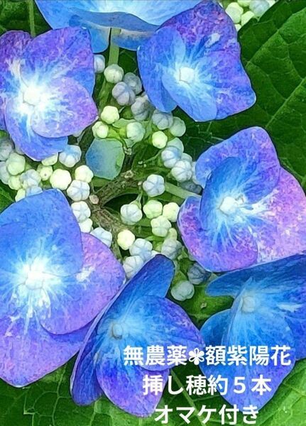 無農薬・額紫陽花挿し木用挿し穂
