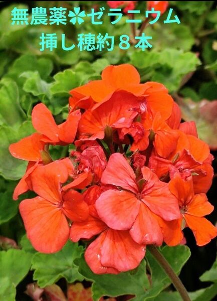 無農薬 ゼラニウム 挿し穂約8本