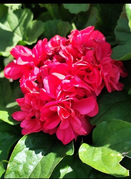 ゼラニウム鮮やかな紅色・大きい花・挿し穂約8本