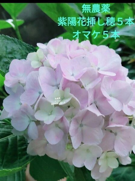 無農薬・紫陽花挿し木用挿し穂