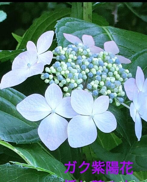 無農薬額紫陽花・挿し木用挿し穂5本、オマケ品5本
