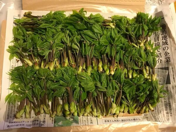 《発送予約承ります》【採れたて】信州産 天然コシアブラ 250g おまけします(^^) お任せ下さい。