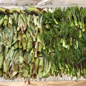 《発送予約承ります》【採れたて】長野県産 天然コシアブラ とアクダラのセット 150g以上 沢山おまけします(^^)