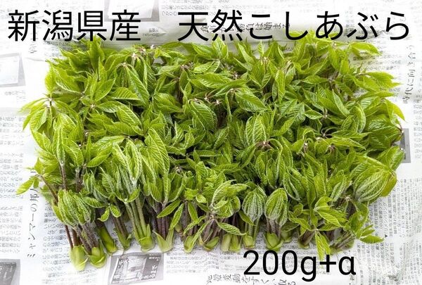 1新潟県産 天然コシアブラ、こしあぶら200g+α