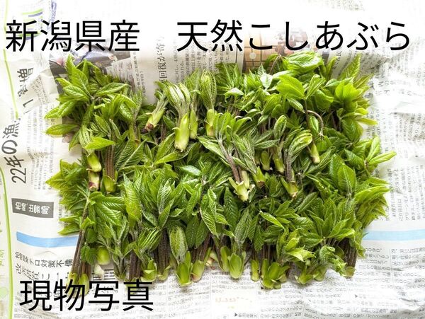 4新潟県産 天然コシアブラ、こしあぶら200g+α