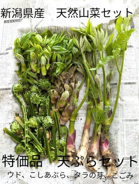 5新潟県産 天然山菜セットウド、こしあぶら、タラの芽、こごみ総重量に330㌘