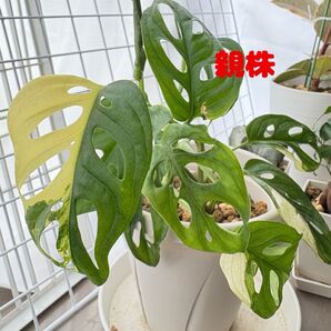 マドカズラ 班入り 発根 新芽あり