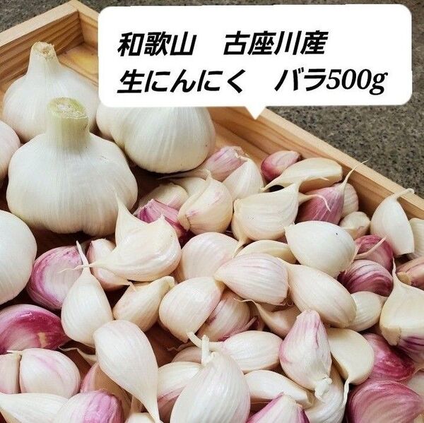 和歌山古座川産 生にんにく バラ500g 農薬化学肥料不使用 新にんにく ニンニク 大蒜