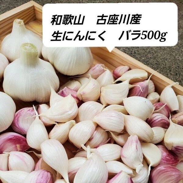 和歌山古座川産 生にんにく バラ500g 農薬化学肥料不使用 新にんにく ニンニク 大蒜