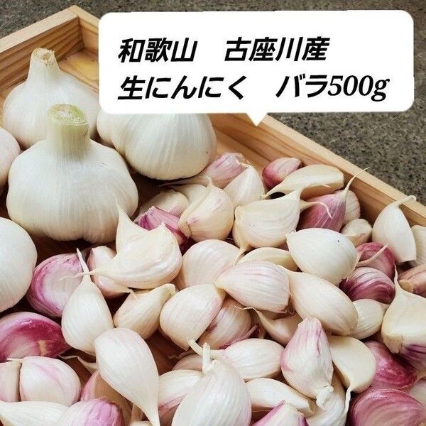 和歌山古座川産 生にんにく バラ500g 農薬化学肥料不使用 新にんにく ニンニク 大蒜