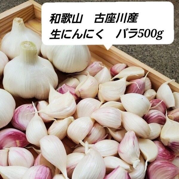 和歌山古座川産 生にんにく バラ500g 農薬化学肥料不使用 新にんにく ニンニク 大蒜