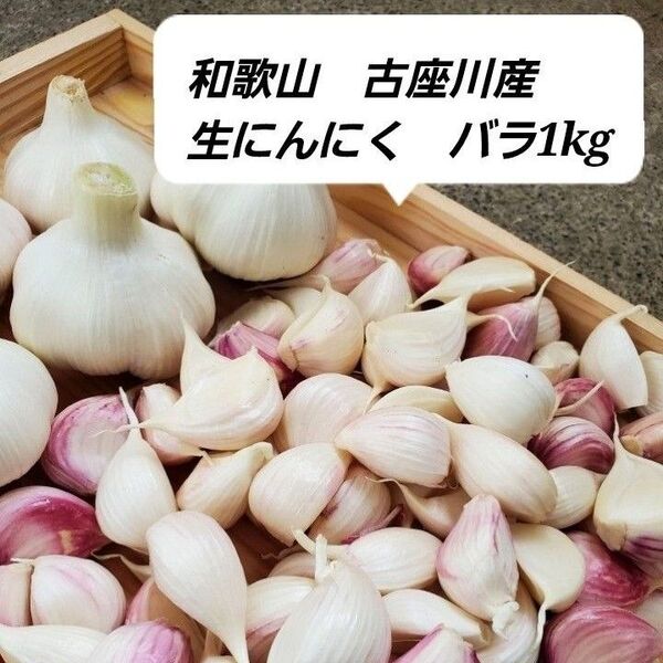 和歌山古座川産 生にんにく バラ1kg 農薬化学肥料不使用 新にんにく ニンニク 大蒜