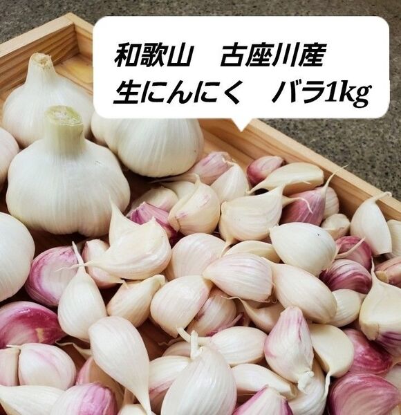 和歌山古座川産 生にんにく バラ1kg 農薬化学肥料不使用 新にんにく ニンニク 大蒜