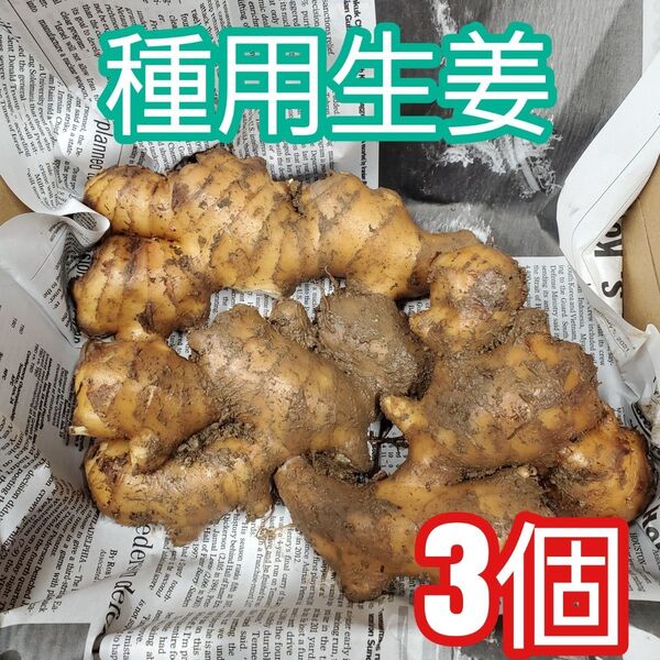 種生姜(約200~300g)3個
