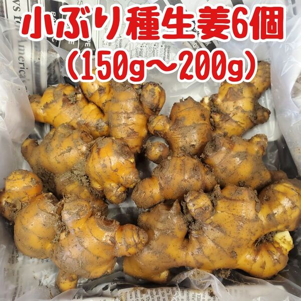 種生姜(約150~200g)6個