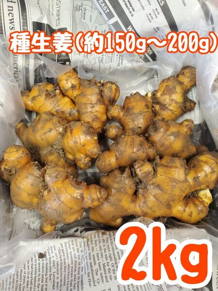 種生姜(約150~200g)2kg