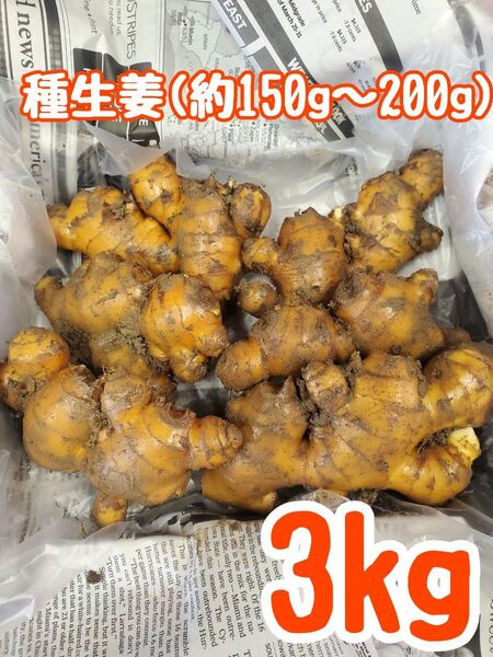 種生姜(約150~200g)3kg