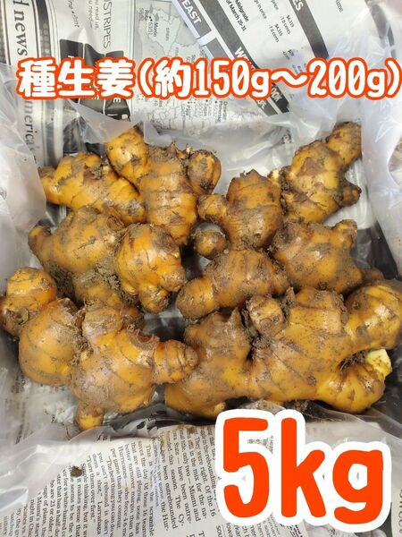 種生姜(約150~200g)5kg