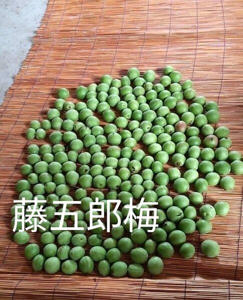 藤五郎 梅 無農薬 新潟