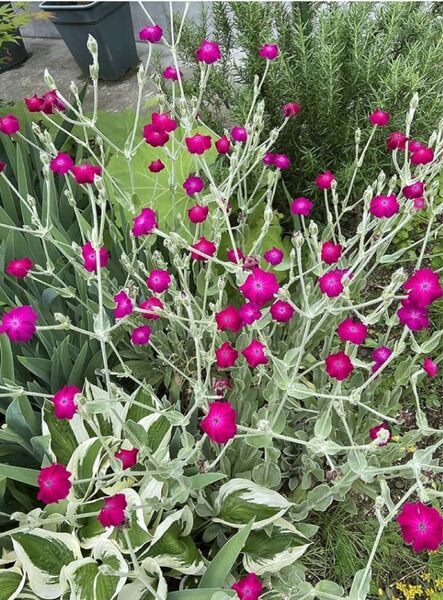 リクニス・コロナリア 花 スイセンノウ フランネル草
