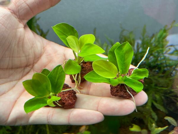 水草アヌビアス ナナゴールデンミニ溶岩石付き2個セット