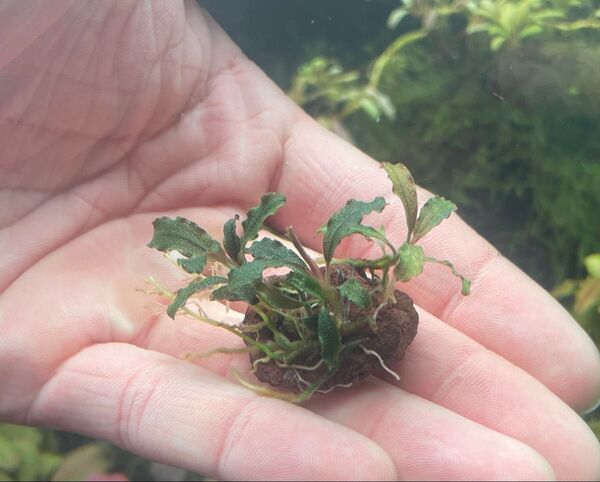水草 ブセファランドラ spクダガン溶岩石付き群生ミニ1個