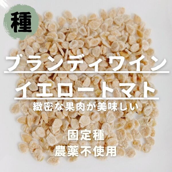 【種】大玉トマト ブランディーワインイエロートマト 無農薬 15粒