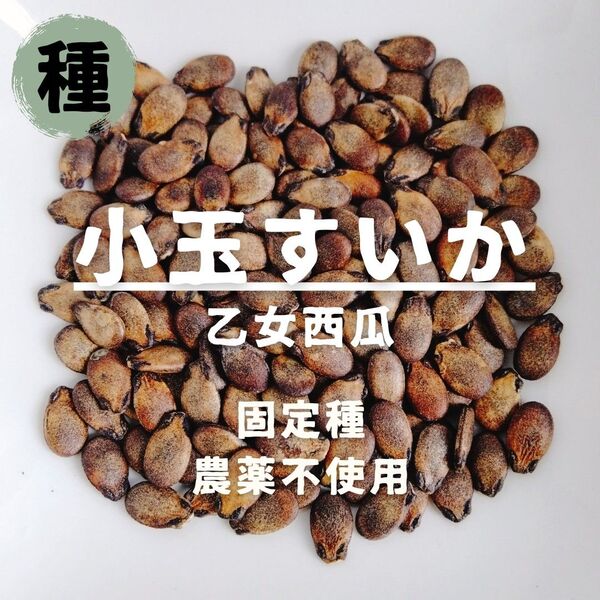 【種】小玉すいか 乙女西瓜 農薬不使用 15粒