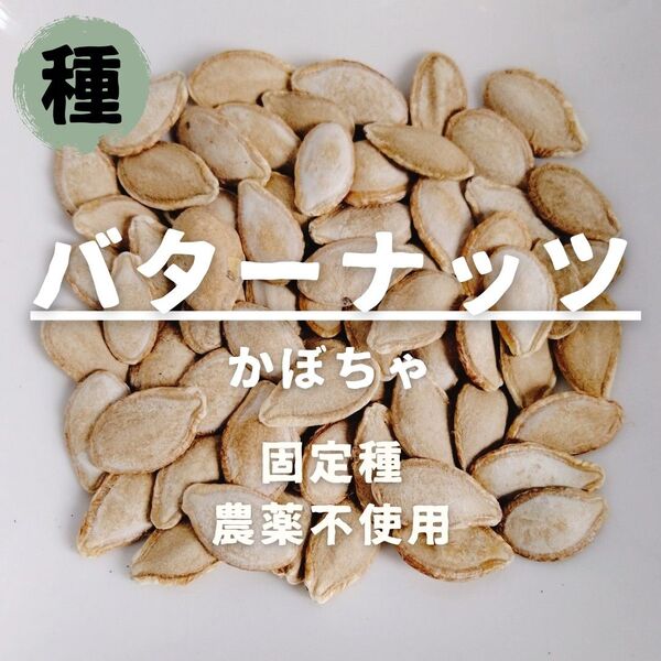 【種】かぼちゃ バターナッツ 農薬不使用 7粒