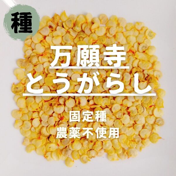 【種】万願寺とうがらし 農薬不使用 15粒
