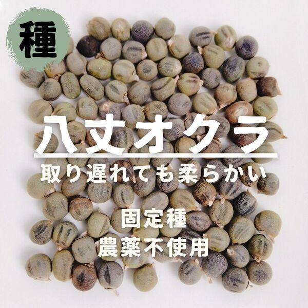 【種】八丈オクラ 農薬不使用 20粒
