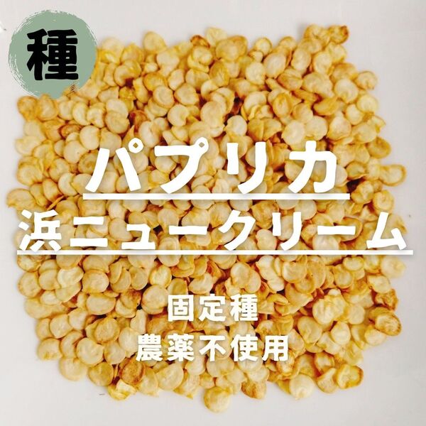 【種】パプリカ 浜ニュークリーム 農薬不使用 15粒