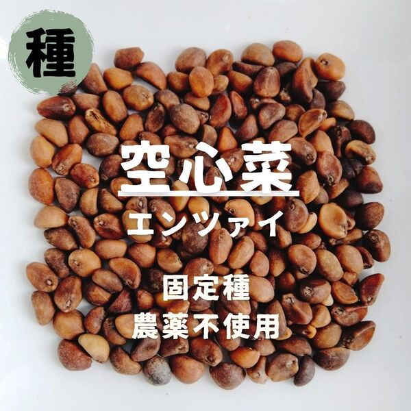 【種】空心菜 エンツァイ 農薬不使用 50粒