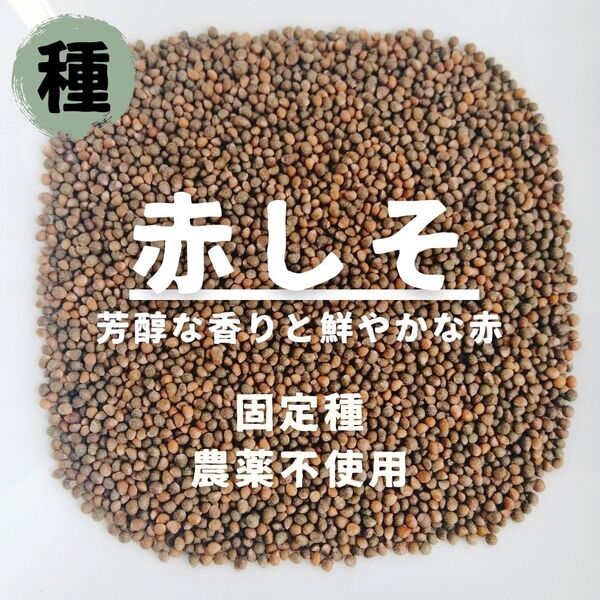 【種】赤じそ 農薬不使用 600粒