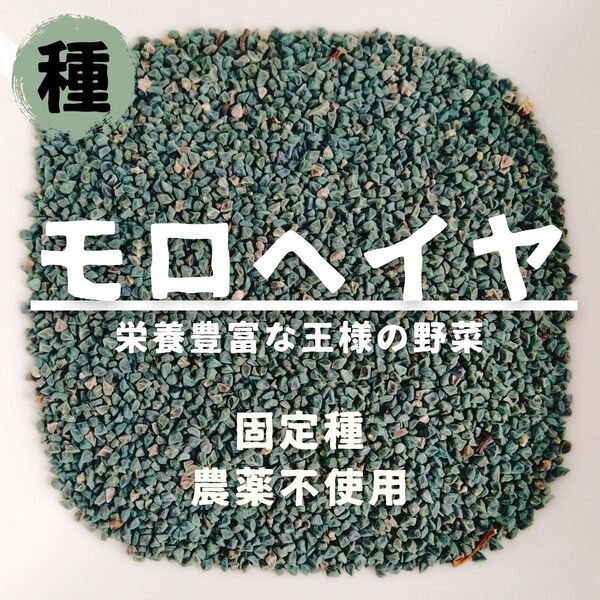 【種】モロヘイヤ 農薬不使用 1000粒