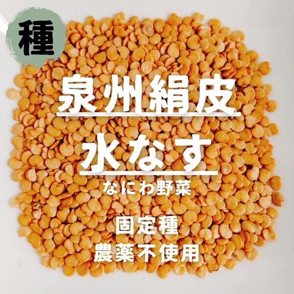【種】ナス 泉州絹皮水なす 農薬不使用 30粒