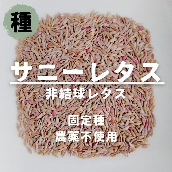 【種】サニーレタス 固定種 農薬不使用 100粒
