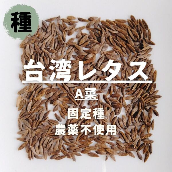 【種】台湾レタス A菜 農薬不使用 50粒