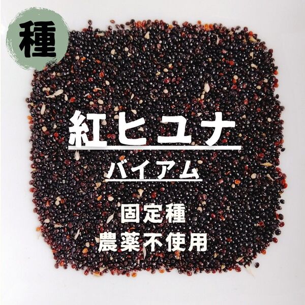 【種】ヒユナ 紅ひゆ菜 バイアム 農薬不使用 500粒