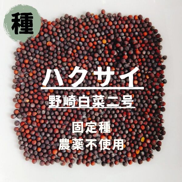 【種】ハクサイ 野崎白菜二号 農薬不使用 50粒